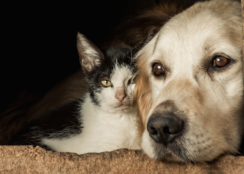 Gatos e cães poderão ser castrados gratuitamente entre 07/03 e 11/03 nesta cidade brasileira
