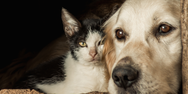 Gatos e cães poderão ser castrados gratuitamente entre 07/03 e 11/03 nesta cidade brasileira