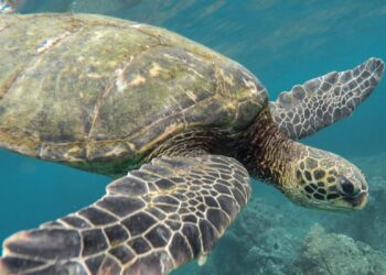 Imagem de uma grande tartaruga