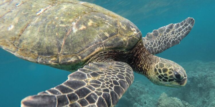 Imagem de uma grande tartaruga