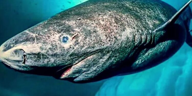 animal nascido em 1627