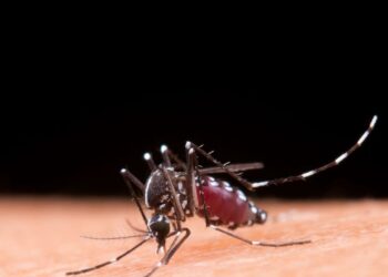 Dengue