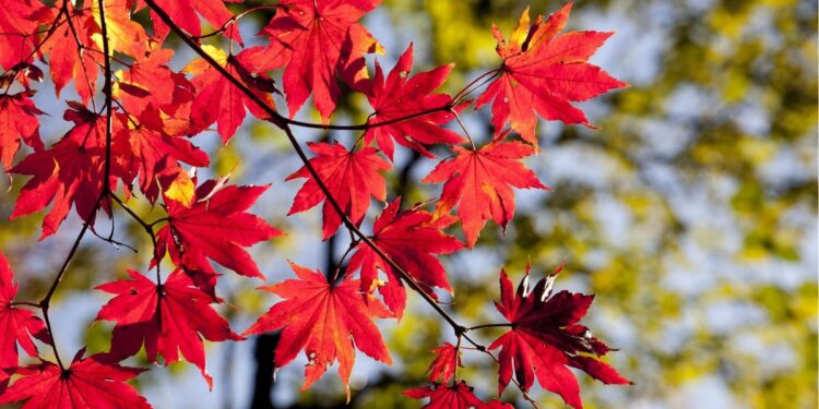 Nada de frio: veja o que o outono reserva para as regiões do Brasil nas próximas semanas
