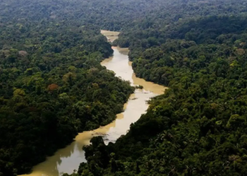 “Leão” foi encontrado se reproduzindo na Amazônia e pesquisadores acendem grave alerta ambiental