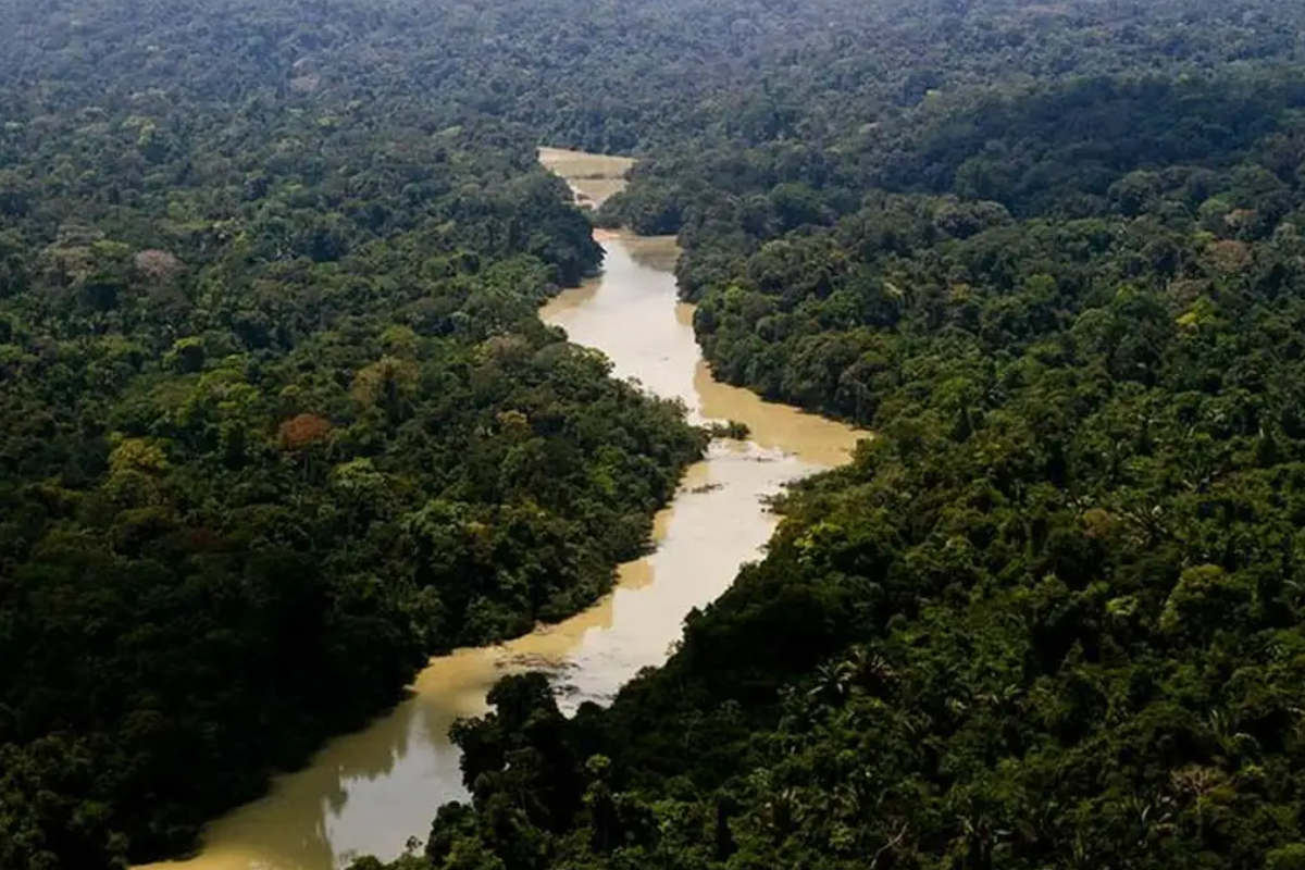 “Leão” foi encontrado se reproduzindo na Amazônia e pesquisadores acendem grave alerta ambiental