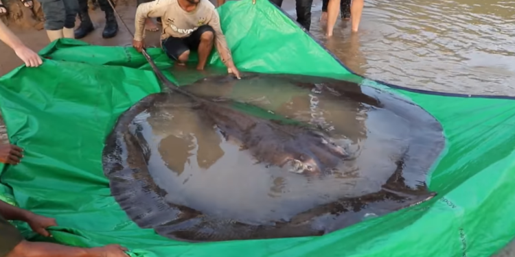 Peixe com 300kg e 4m foi eleito o maior do mundo, segundo o Guinness Book