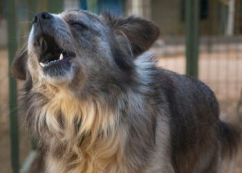 Cachorro latindo demais pode ser um sinal que você está ignorando em casa