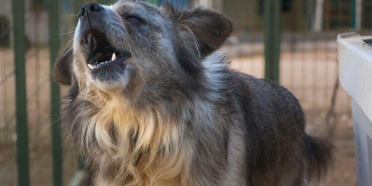 Cachorro latindo demais pode ser um sinal que você está ignorando em casa