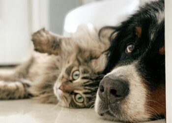 Fazer isso com animais no Brasil pode custar uma multa de R$ 20 mil