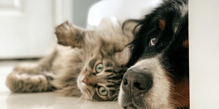 Fazer isso com animais no Brasil pode custar uma multa de R$ 20 mil