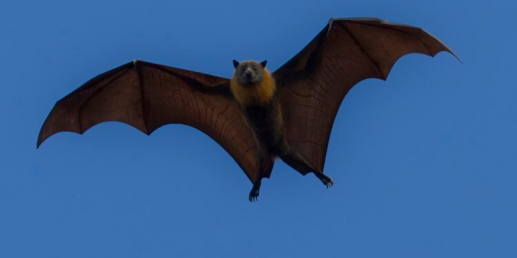 O que significa quando um morcego aparece na sua casa à noite, segundo a ciência