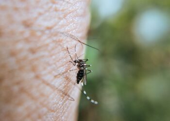 Qual o tipo sanguíneo favorito dos mosquitos, segundo os especialistas?