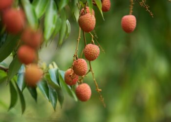 Pouca gente sabe, mas essa fruta comum no Brasil é chamada de “fruta da felicidade”