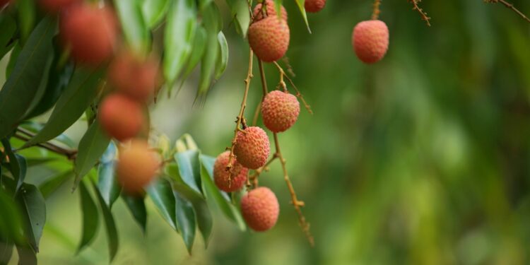 Pouca gente sabe, mas essa fruta comum no Brasil é chamada de “fruta da felicidade”
