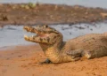 Cidade brasileira tem mais jacarés do que pessoas registradas e eles andam soltos pelo seu hábitat