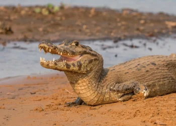 Cidade brasileira tem mais jacarés do que pessoas registradas e eles andam soltos pelo seu hábitat
