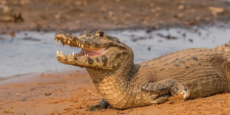Cidade brasileira tem mais jacarés do que pessoas registradas e eles andam soltos pelo seu hábitat