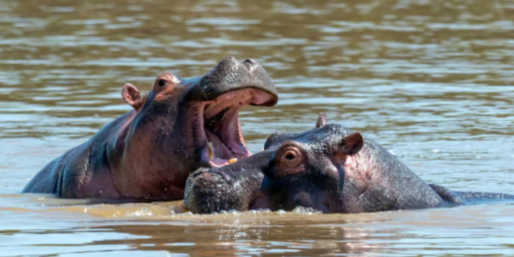 900 crocodilos e mais de 2.000 hectares: como é o zoológico do milionário indiano que se ofereceu para comprar os 80 hipopótamos de Pablo Escobar