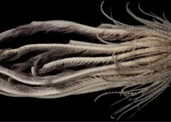 Alien” é encontrado na Antártida e deixa cientistas sem reação