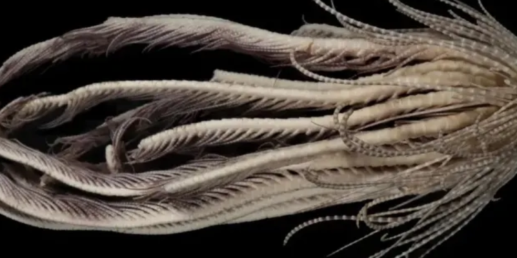 Alien” é encontrado na Antártida e deixa cientistas sem reação