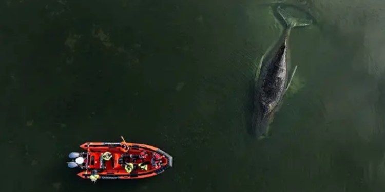 Baleia que comoveu o mundo na Alemanha não tem mais salvação e deverá morrer, revelam biólogos