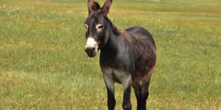 Burro em um ambiente aberto