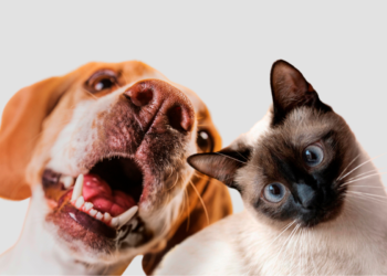 Ciência afirma que este animal é o mais “perfeito” da natureza