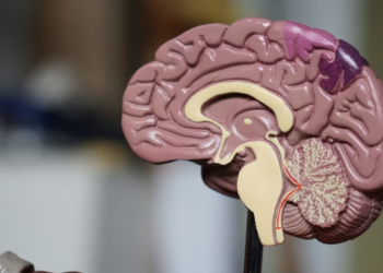 Ciência aponta que mulheres têm vantagem no cérebro em relação aos homens