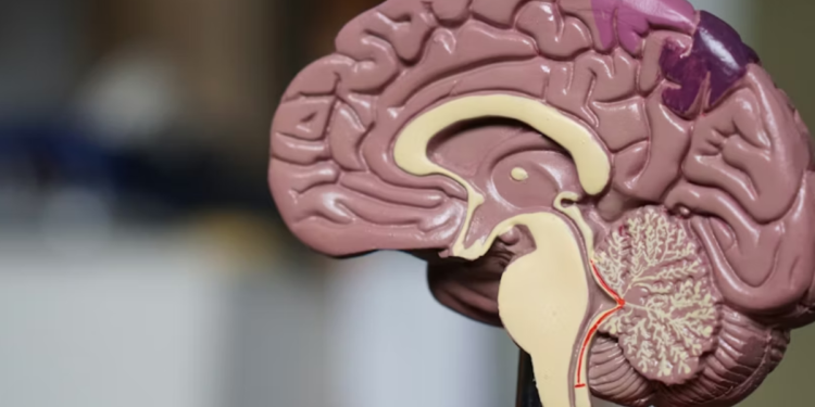 Ciência aponta que mulheres têm vantagem no cérebro em relação aos homens