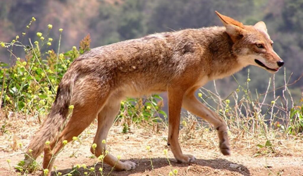 Coiote na natureza