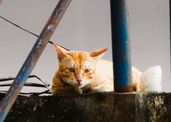 Deixar que gatos saiam sozinhos para a rua reduz a expectativa de vida para apenas 7 anos, dizem os veterinários