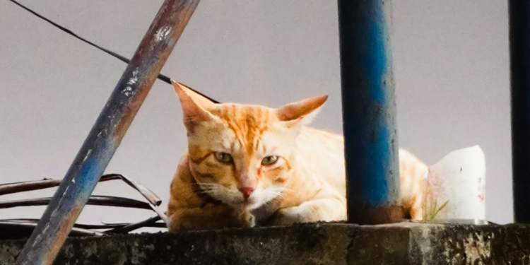 Deixar que gatos saiam sozinhos para a rua reduz a expectativa de vida para apenas 7 anos, dizem os veterinários