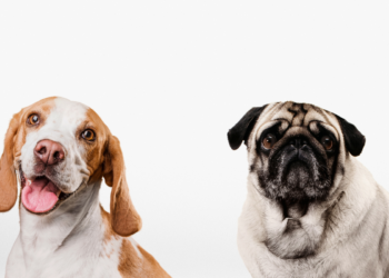 Esta raça de cachorro pouco conhecida foi eleita a mais bonita do mundo pela ciência