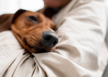 Governo autoriza faltar ao trabalho para cuidar de pets, em todo este país
