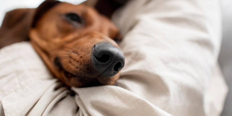 Governo autoriza faltar ao trabalho para cuidar de pets, em todo este país