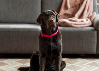 Lei surpreendente proíbe deixar cães sozinhos por mais de 6 horas em todo este país