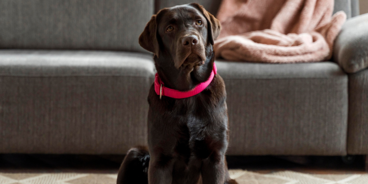 Lei surpreendente proíbe deixar cães sozinhos por mais de 6 horas em todo este país