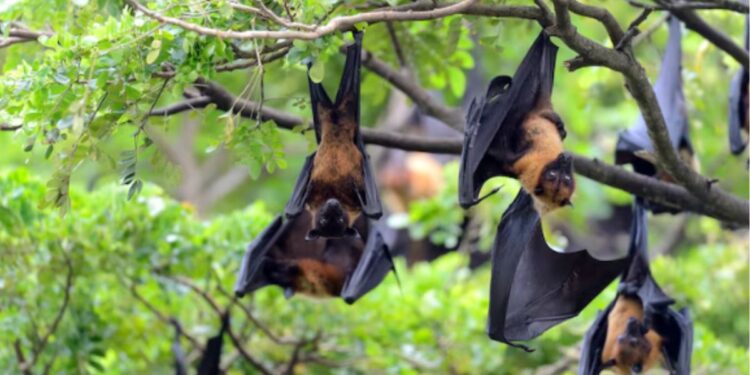 Morcegos na Árvore
