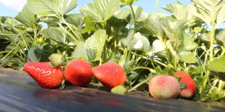 Nova lei do morango muda aparência, qualidade e até o preço da fruta no Brasil