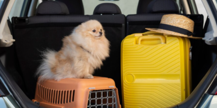 Nova regra para cães e gatos já está valendo e donos terão que emitir novo documento