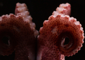 Objeto estranho com “tentáculos” surge no espaço e é flagrado por astronautas