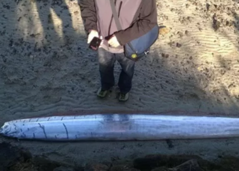 Peixe gigante de 6 metros é conhecido como o responsável pelo “apocalipse” na Terra