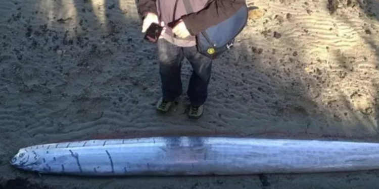 Peixe gigante de 6 metros é conhecido como o responsável pelo “apocalipse” na Terra