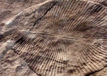 Pesquisadores encontram o animal mais antigo do mundo, com 558 milhões de anos