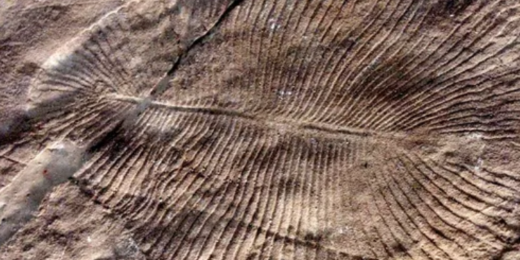 Pesquisadores encontram o animal mais antigo do mundo, com 558 milhões de anos