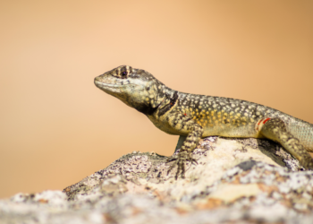 Se você vir calangos na sua casa ou jardim, contamos o que isso significa e por que é bom