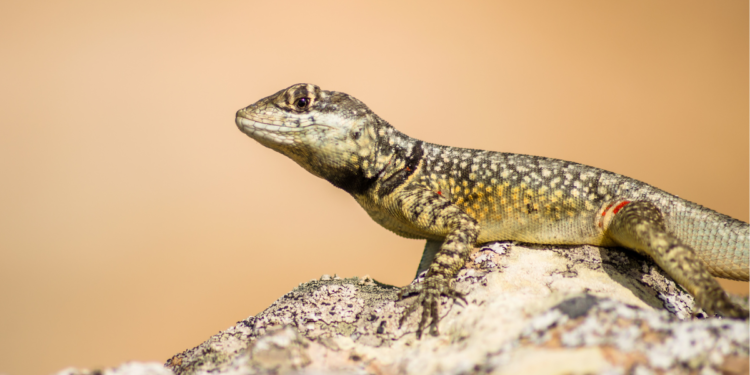 Se você vir calangos na sua casa ou jardim, contamos o que isso significa e por que é bom