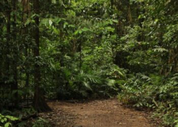 Animal selvagem extremamente raro reaparece após 10 anos nas Américas