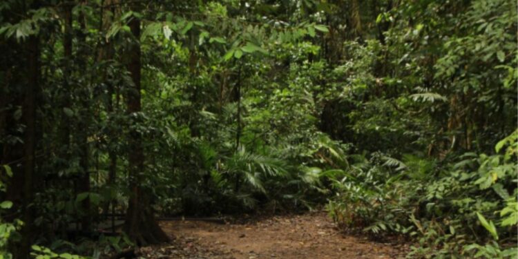 Animal selvagem extremamente raro reaparece após 10 anos nas Américas