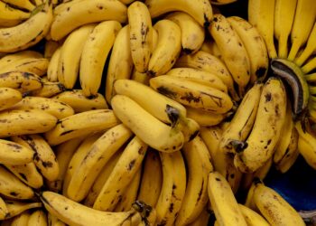 A banana que tem na sua casa pode desaparecer, alertam cientistas